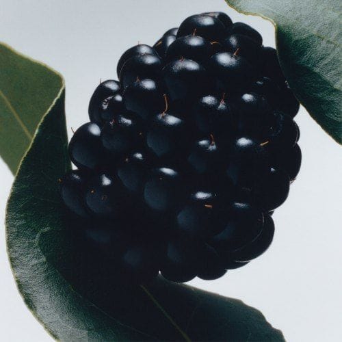 Blackberry & Bay — JO MALONE LONDON