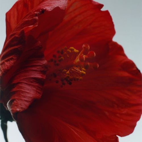 Red Hibiscus — JO MALONE LONDON